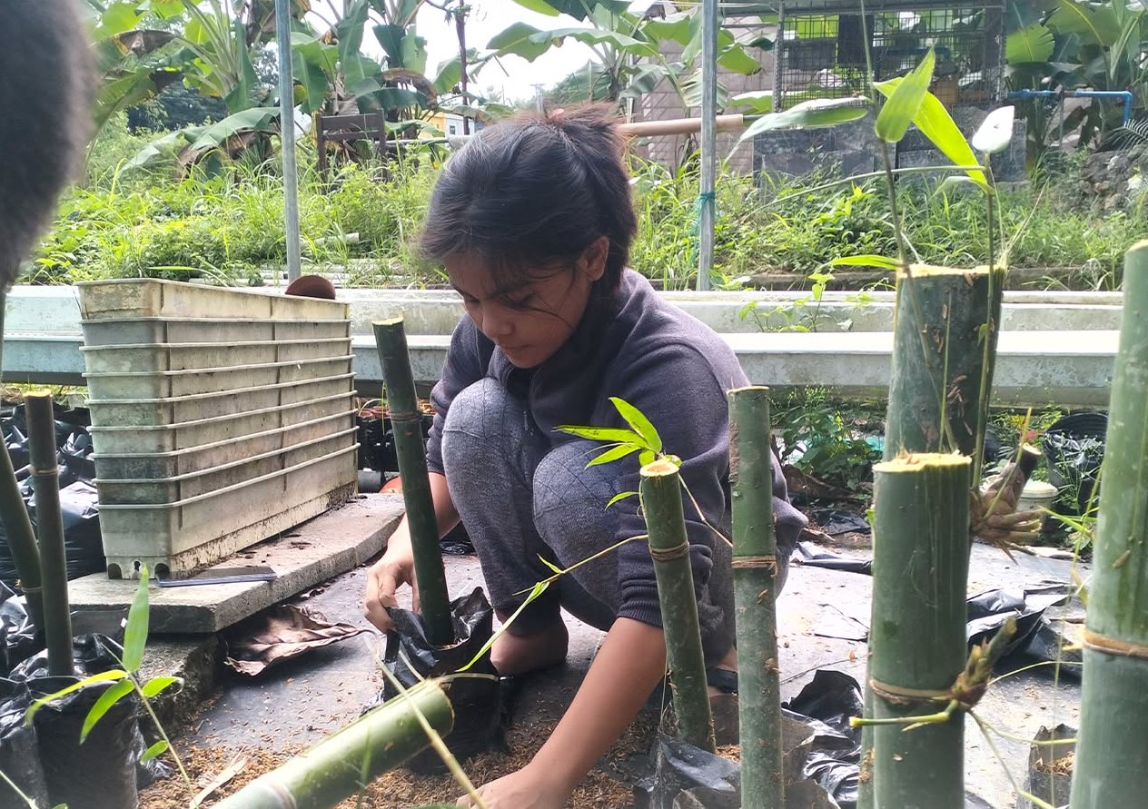 Propagating 100 Black Bamboos for a Greener Future